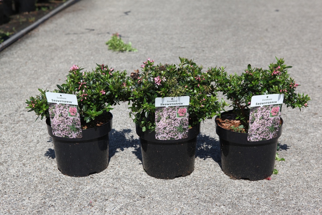 [P] Escallonia SHOWSTOPPER (PBR) cont. 3,6L 30-40 cm +B