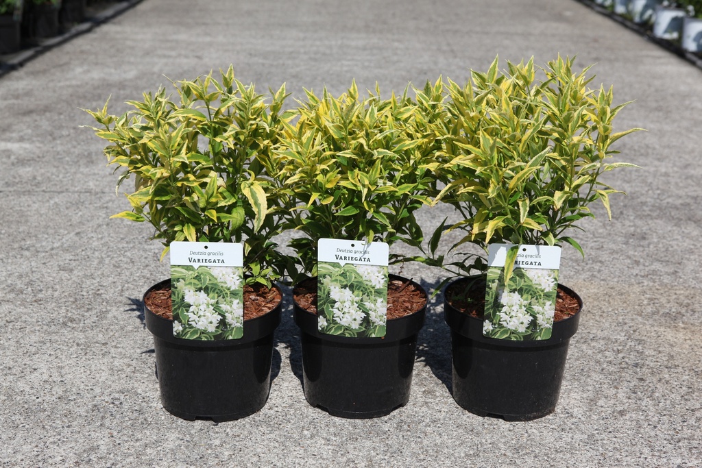[P] Deutzia gracilis 'Variegata' cont. 3,6L 30-40 cm +p
