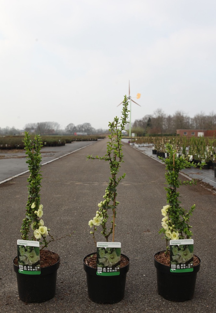 Chaenomeles speciosa 'Yukigoten' cont. 3,6L 40/+ cm with cane +ф