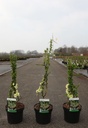 Chaenomeles speciosa 'Yukigoten' cont. 3,6L 40/+ cm with cane +ф