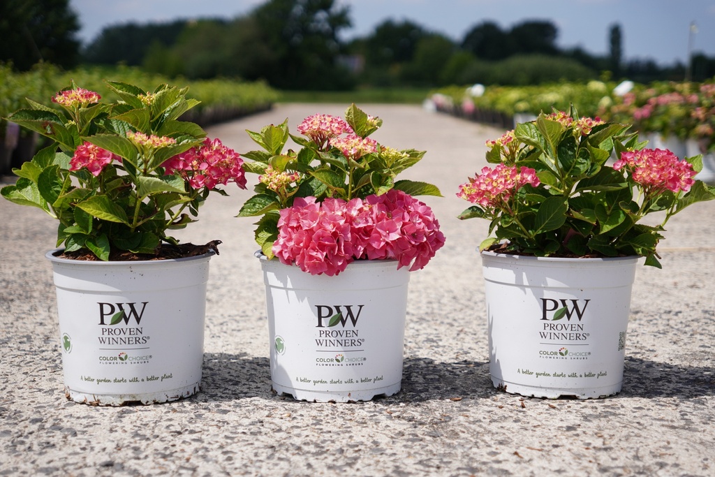 [P] Hydrangea macrophylla Proven Winners® FLAIR & FLAVOURS® RASPBERRY LEMONADE (PBR) cont. 5L Proven Winners® (red) +p