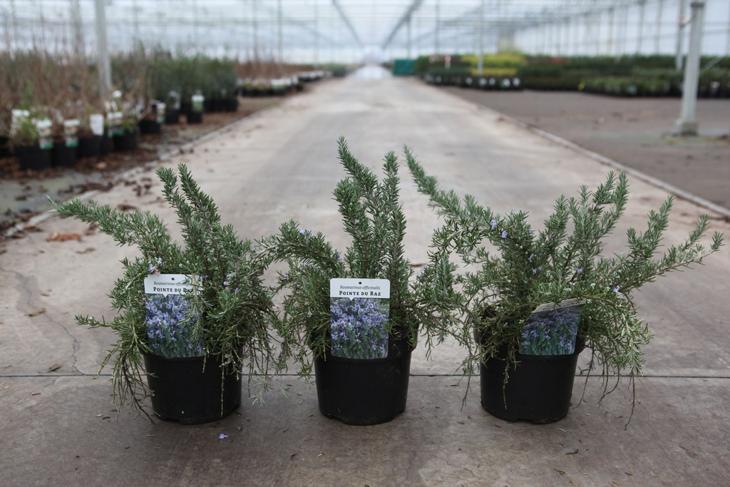 [P] Rosmarinus officinalis 'Pointe du Raz' cont. 3,6L 20-25 cm +ф