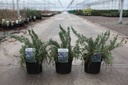 Rosmarinus officinalis 'Pointe du Raz' cont. 3,6L 20-25 cm +ф
