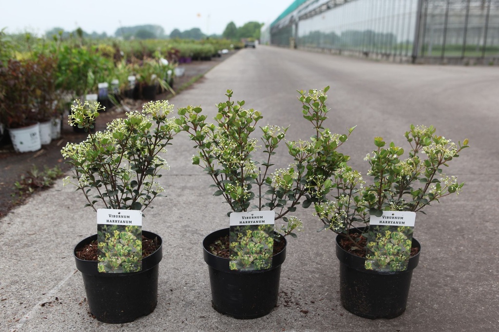 Viburnum harryanum cont. 3,6L 20-25 cm +ф