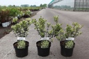 Viburnum harryanum cont. 3,6L 20-25 cm +f