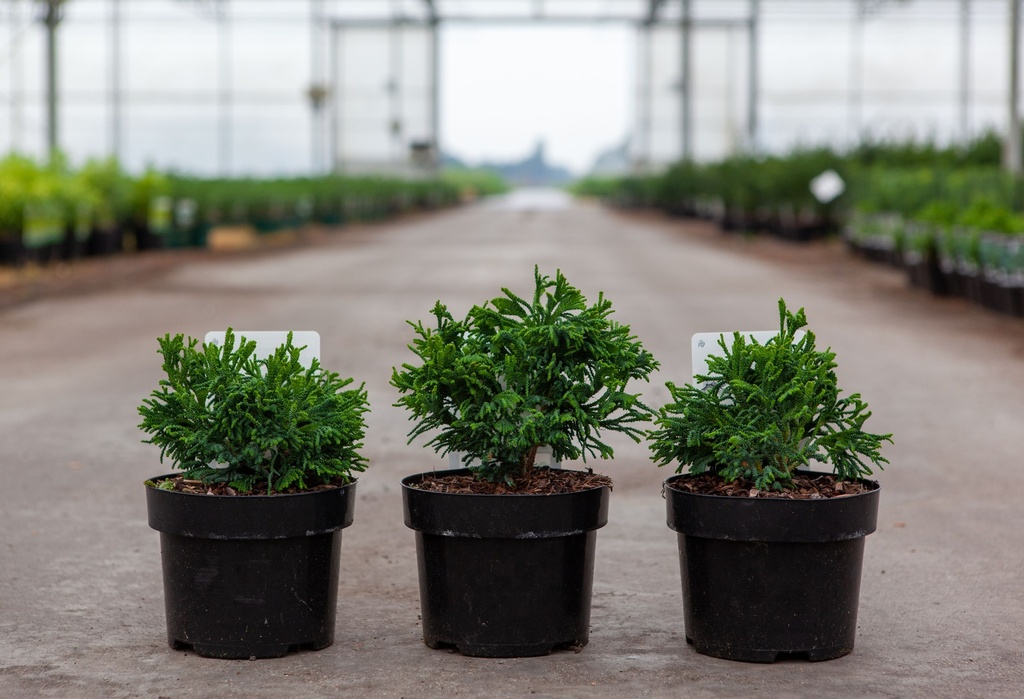 Chamaecyparis obtusa 'Brigitte' cont. 2L 15/+ cm +f
