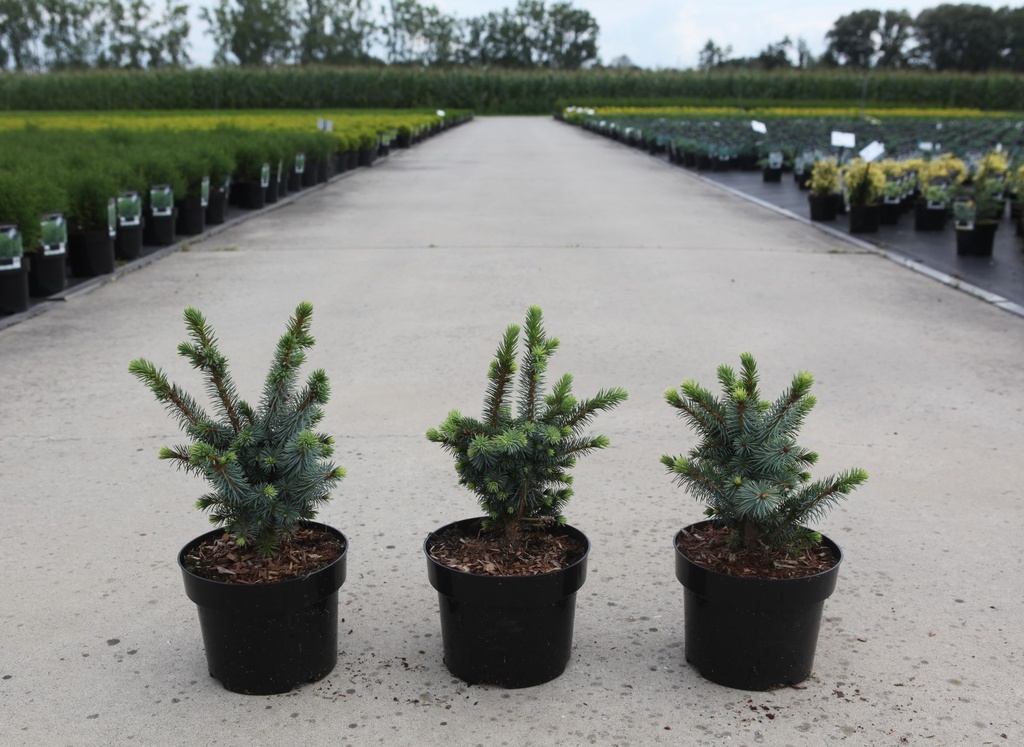 Picea sitchensis 'Tenas' cont. 2L 15/+ cm +f