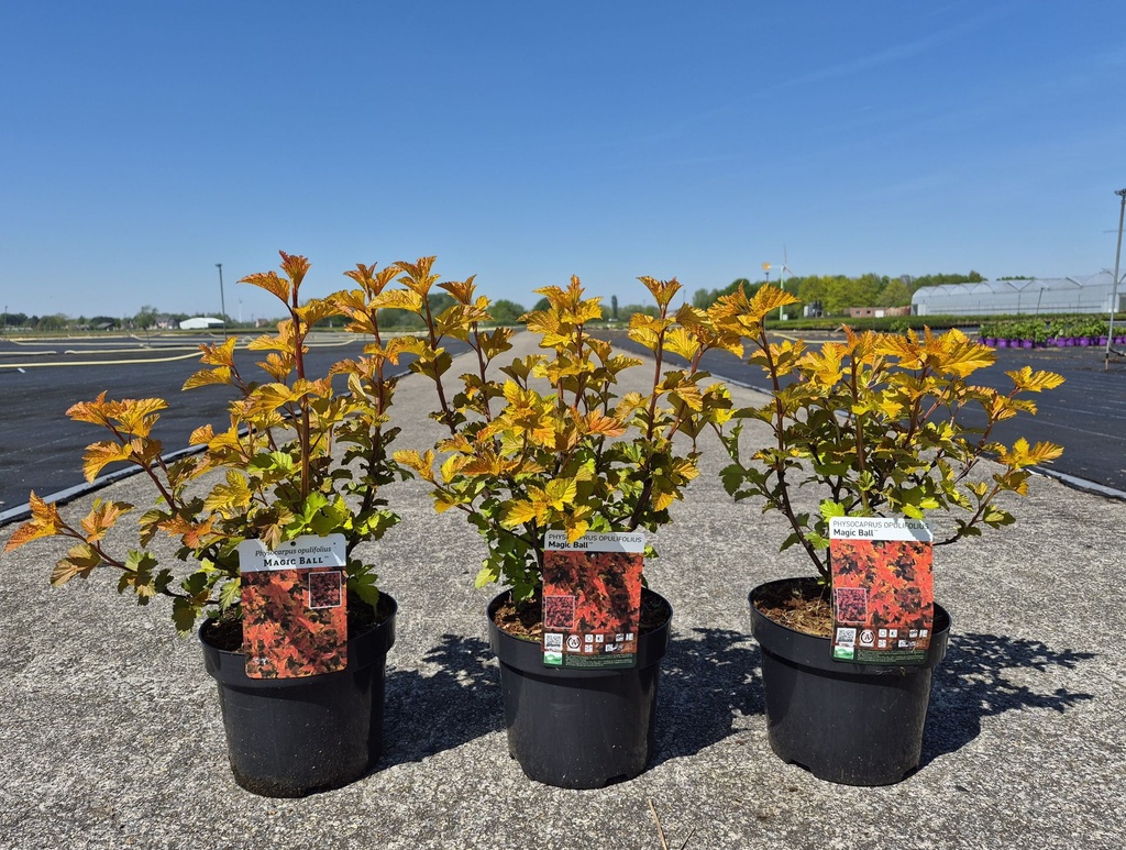 [P] Physocarpus opulifolius MAGIC BALL (PBR) cont. 3,6L 30-40 cm +p