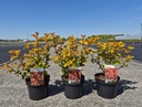 Physocarpus opulifolius MAGIC BALL (PBR) cont. 3,6L 30-40 cm +p