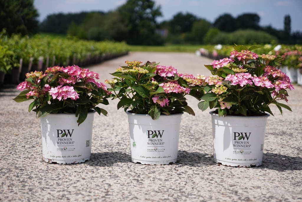 Hydrangea serrata Proven Winners® FLAIR & FLAVOURS® FROZEN SMOOTHIE (PBR) Kont. 5L Deko (rosa) +B
