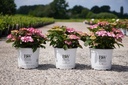 Hydrangea serrata Proven Winners® FLAIR & FLAVOURS® FROZEN SMOOTHIE (PBR) cont. 5L деко (розовый) +ф