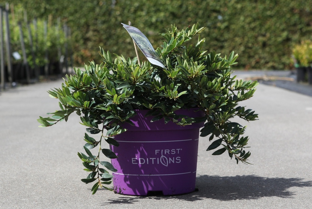 [P] Distylium First Editions® SWING LOW® cont. 3,6L deco 30-40 cm +p