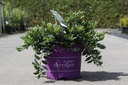 Distylium First Editions® SWING LOW® cont. 3,6L deco 30-40 cm +p