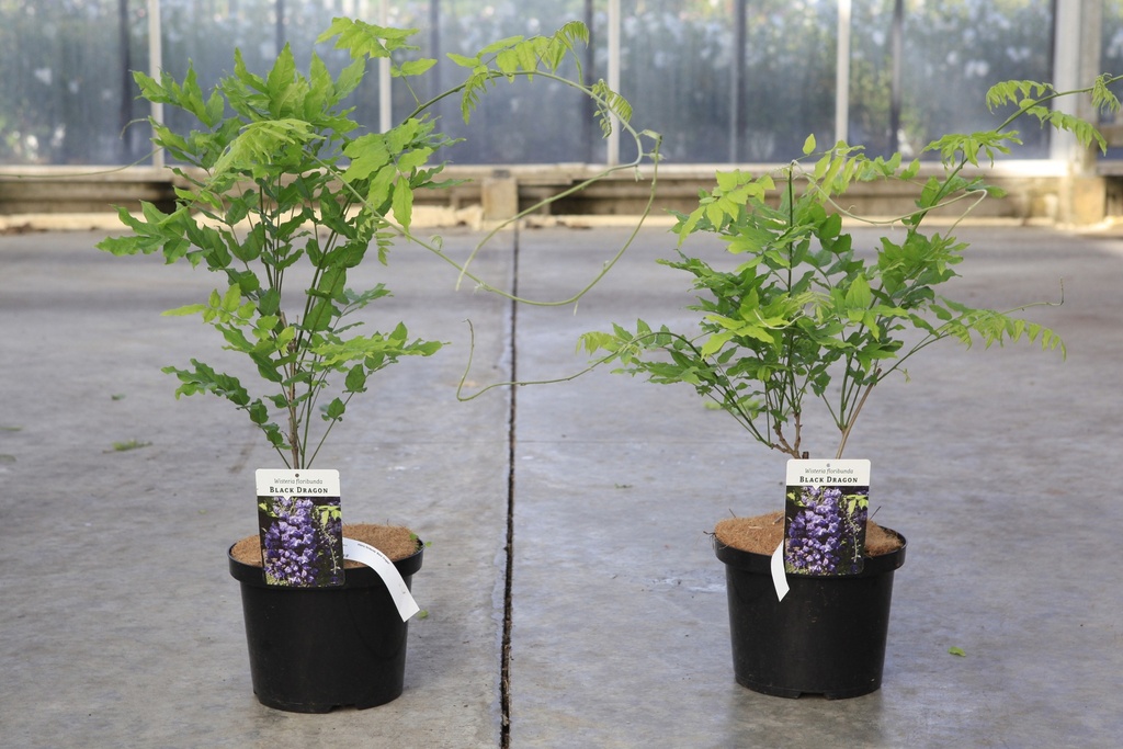 Wisteria floribunda 'Black Dragon' cont. 5L 150/+ cm (blauw) +f