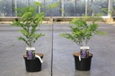 Wisteria floribunda 'Black Dragon' cont. 5L 150/+ cm (bleu) +p