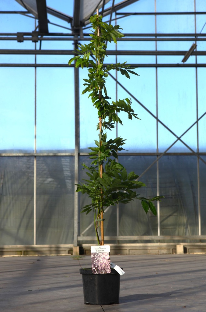 Wisteria floribunda 'Lipstick' cont. 5L 150/+ cm (roze) +f