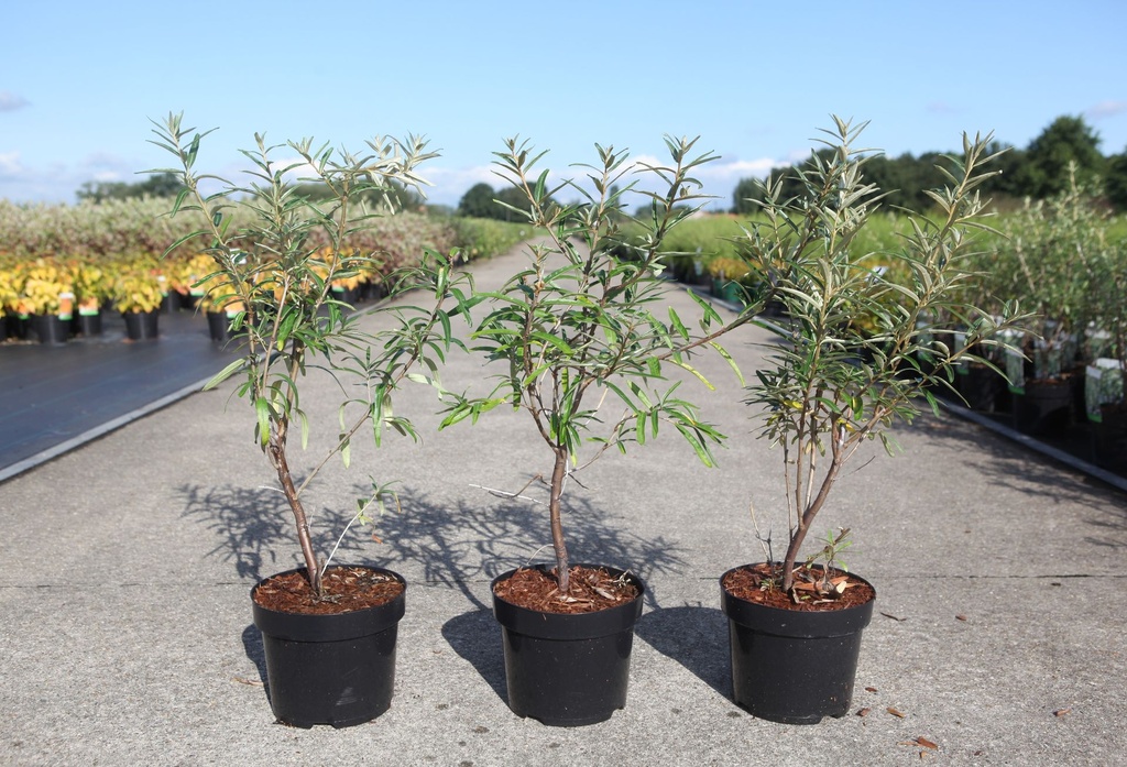 Hippophae rhamnoides 'Botanika' cont. 3,6L 40-50 cm (fem) +p