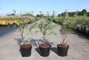 Hippophae rhamnoides 'Botanika' cont. 3,6L 40-50 cm (weib) +B