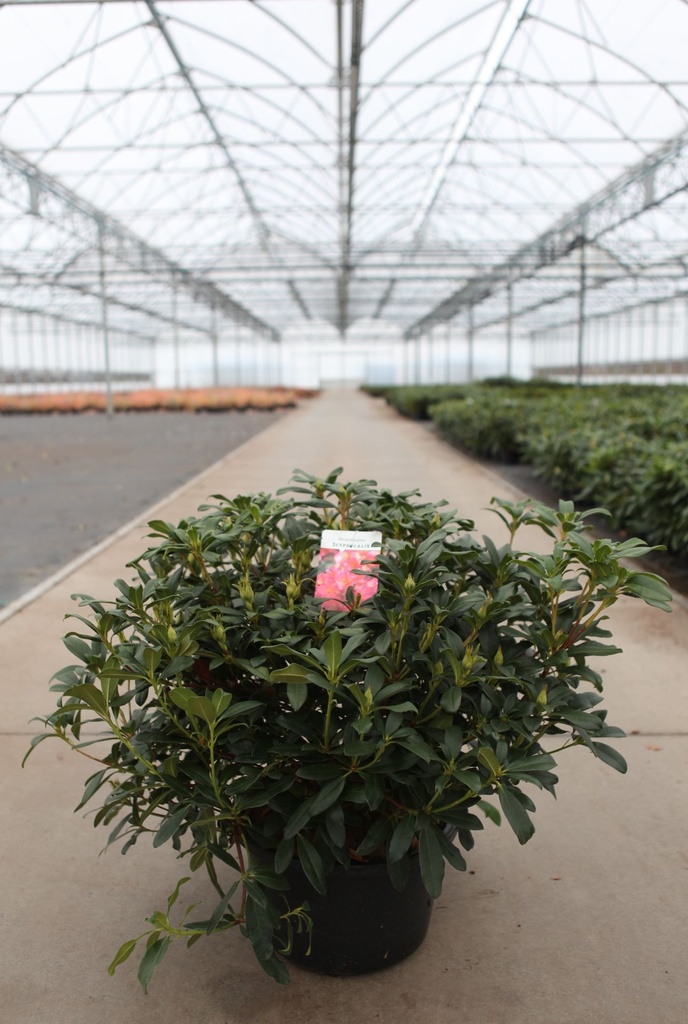 [P] Rhododendron 'Scyphocalix' cont. 18L 80-100 cm +ф
