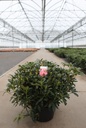Rhododendron 'Scyphocalix' cont. 18L 80-100 cm +f