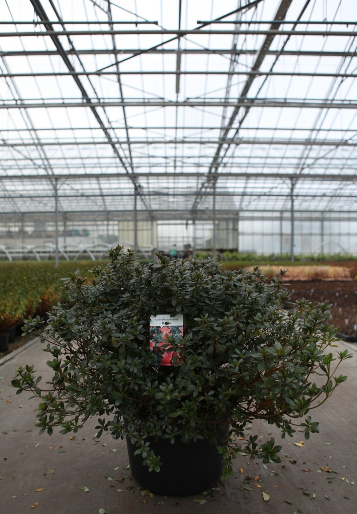 Rhododendron (AJ) 'Radja' cont. 30L 80/+ cm +ф