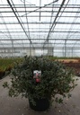 Rhododendron (AJ) 'Radja' cont. 30L 80/+ cm +p
