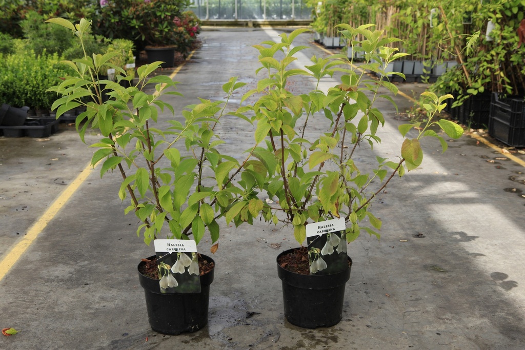 Halesia carolina cont. 3L 40-50 cm +ф