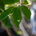 Halesia carolina cont. 3L 40-50 cm +p