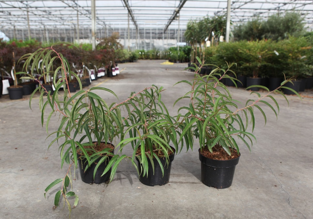 Stachyurus salicifolius cont. 3L 40-50 cm +f