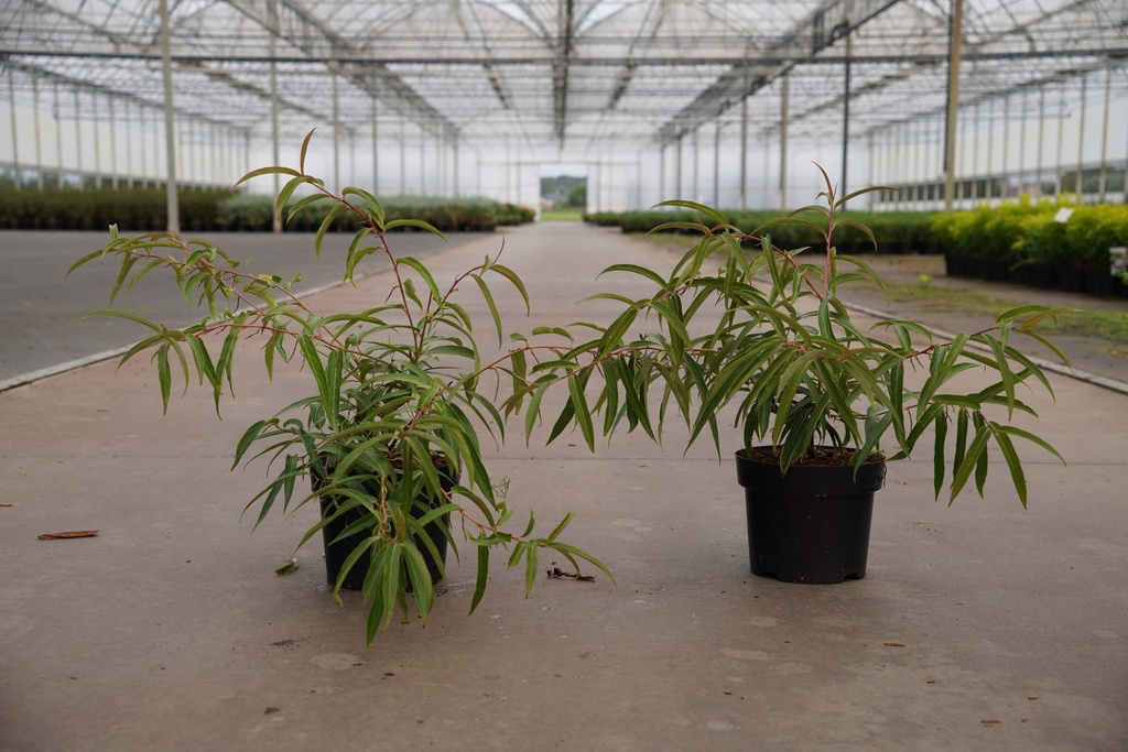 [P] Stachyurus salicifolius cont. 3L 40-50 cm +f