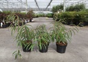 Stachyurus salicifolius cont. 3L 40-50 cm +f