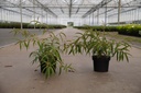 Stachyurus salicifolius vaso 3L 40-50 cm +f