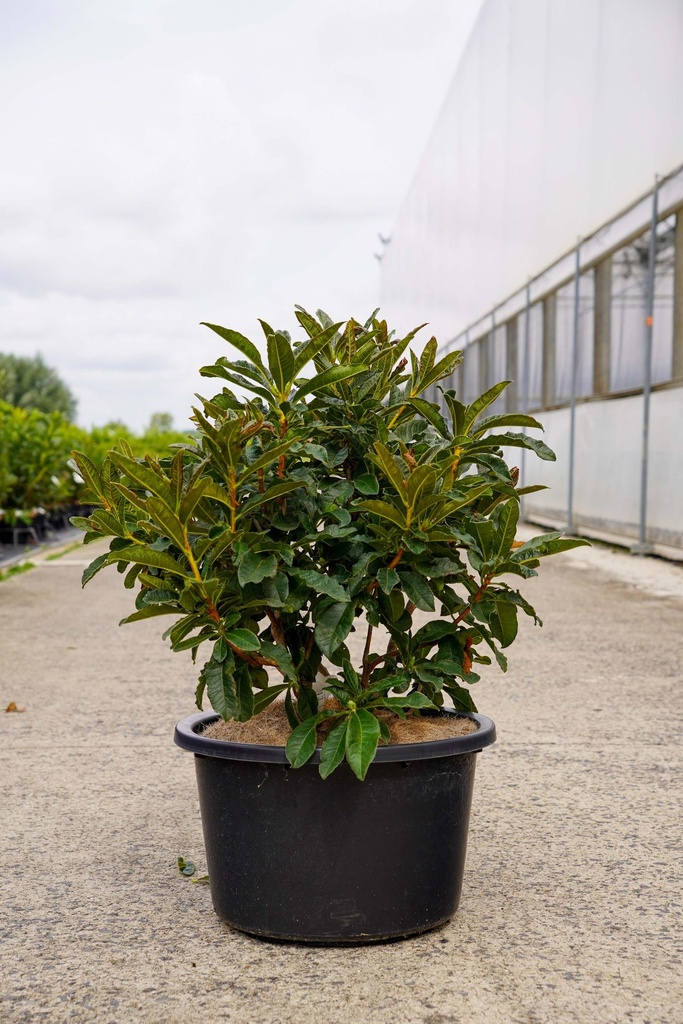 [P] Rhododendron (AK) 'Goldstück' cont. 18L 80-100 cm +f