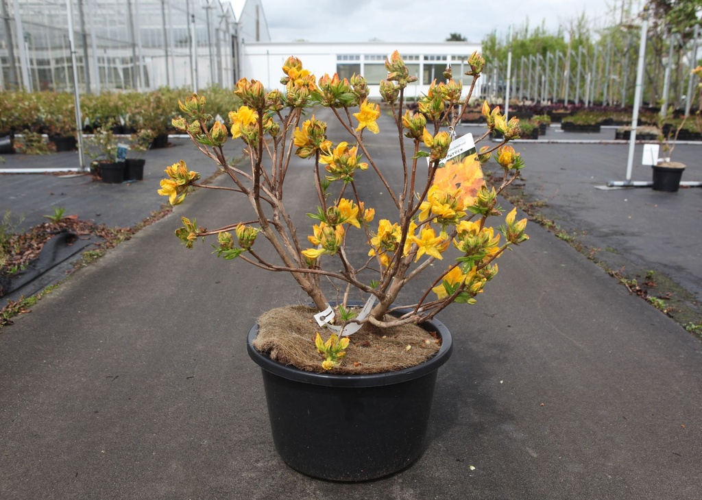[P] Rhododendron (AK) 'Goldstück' cont. 18L 80-100 cm +p