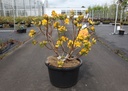 Rhododendron (AK) 'Goldstück' cont. 18L 80-100 cm +f
