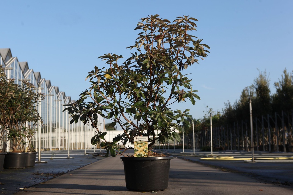 [P] Rhododendron (AK) 'Daviesii' cont. 18L 80-100 cm +B