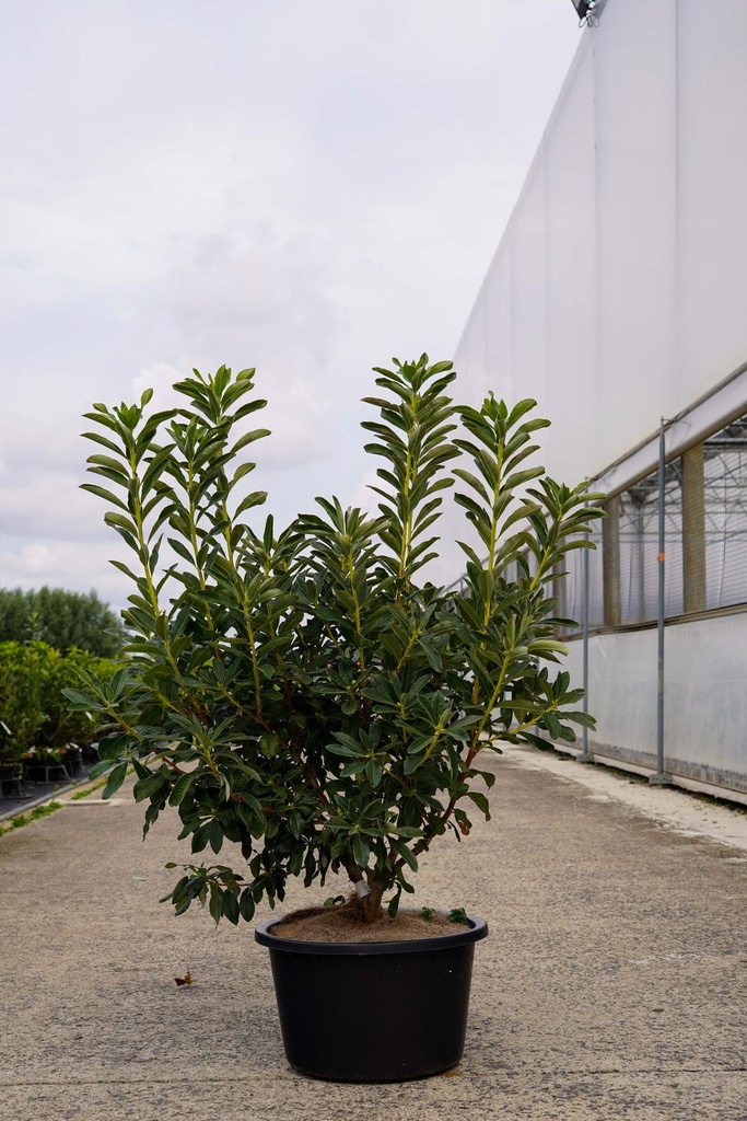 [P] Rhododendron (AK) 'Daviesii' cont. 18L 80-100 cm +f