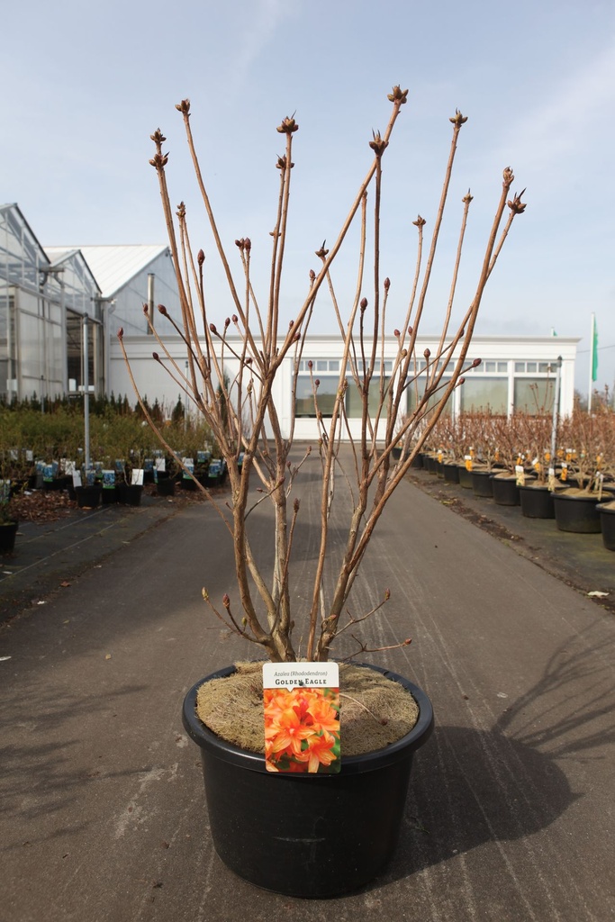 [P] Rhododendron (AK) 'Golden Eagle' cont. 18L 80-100 cm +B