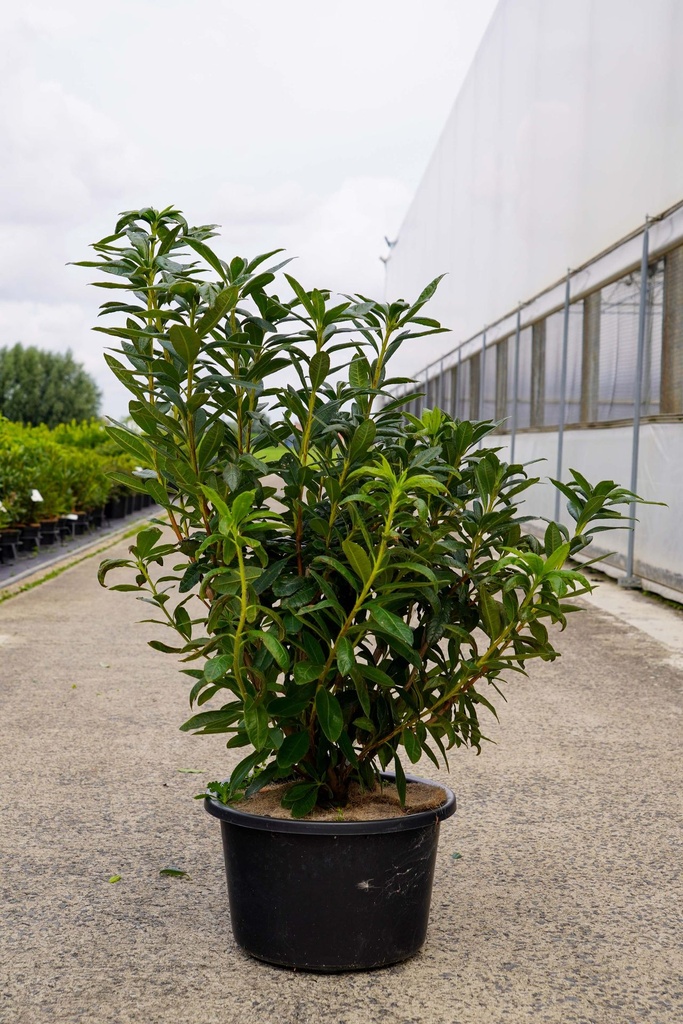 [P] Rhododendron (AK) 'Golden Eagle' cont. 18L 80-100 cm +f