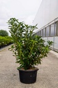 Rhododendron (AK) 'Golden Eagle' poj. 18L 80-100 cm +f