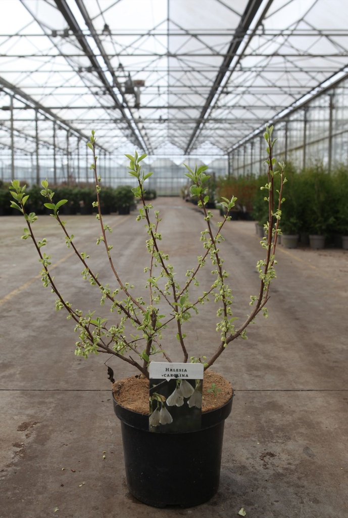 Halesia carolina cont. 7,5L 60-80 cm +B