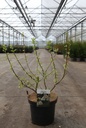 Halesia carolina cont. 7,5L 60-80 cm +f