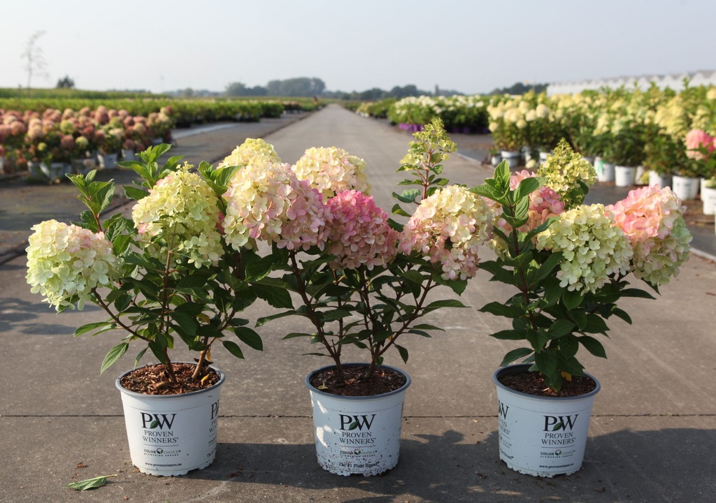 Hydrangea paniculata Proven Winners® LITTLE LIME PUNCH (PBR) cont. 3L Proven Winners® 30-40 cm +p