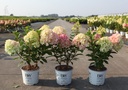 Hydrangea paniculata Proven Winners® LITTLE LIME PUNCH (PBR) cont. 3L Proven Winners® 30-40 cm +p