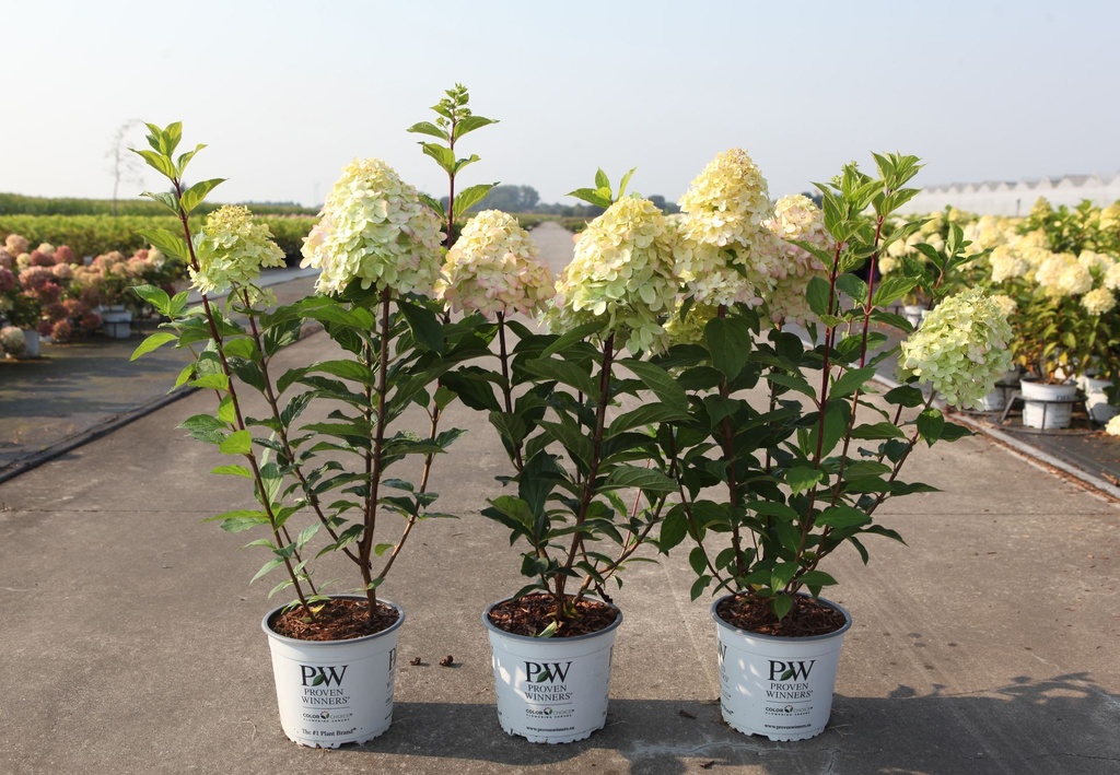 Hydrangea paniculata Proven Winners® LIMELIGHT PRIME (PBR) cont. 3L deco 40-50 cm +p