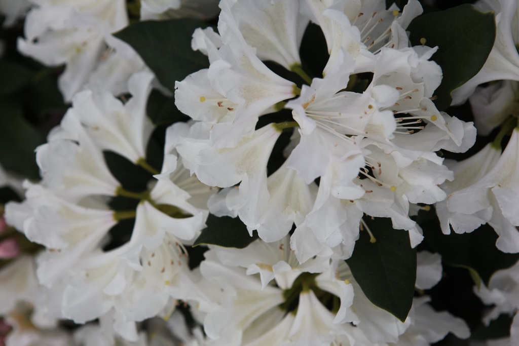 Rhododendron 'Cunningham's White' Kont. 43L 100-125 cm +B