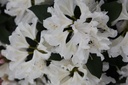 Rhododendron 'Cunningham's White' cont. 43L 100-125 cm +f