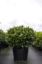 Rhododendron 'Cunningham's White' cont. 43L 100-125 cm +f