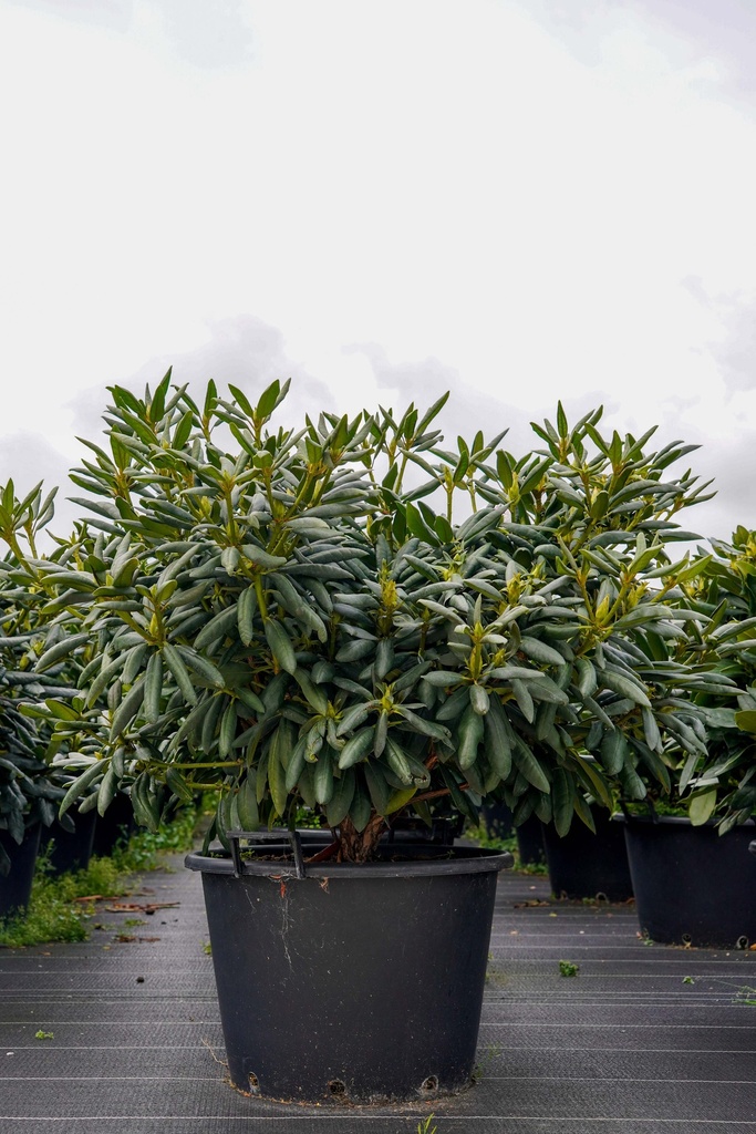 [P] Rhododendron 'Roseum Elegans' cont. 43L 100-125 cm +f