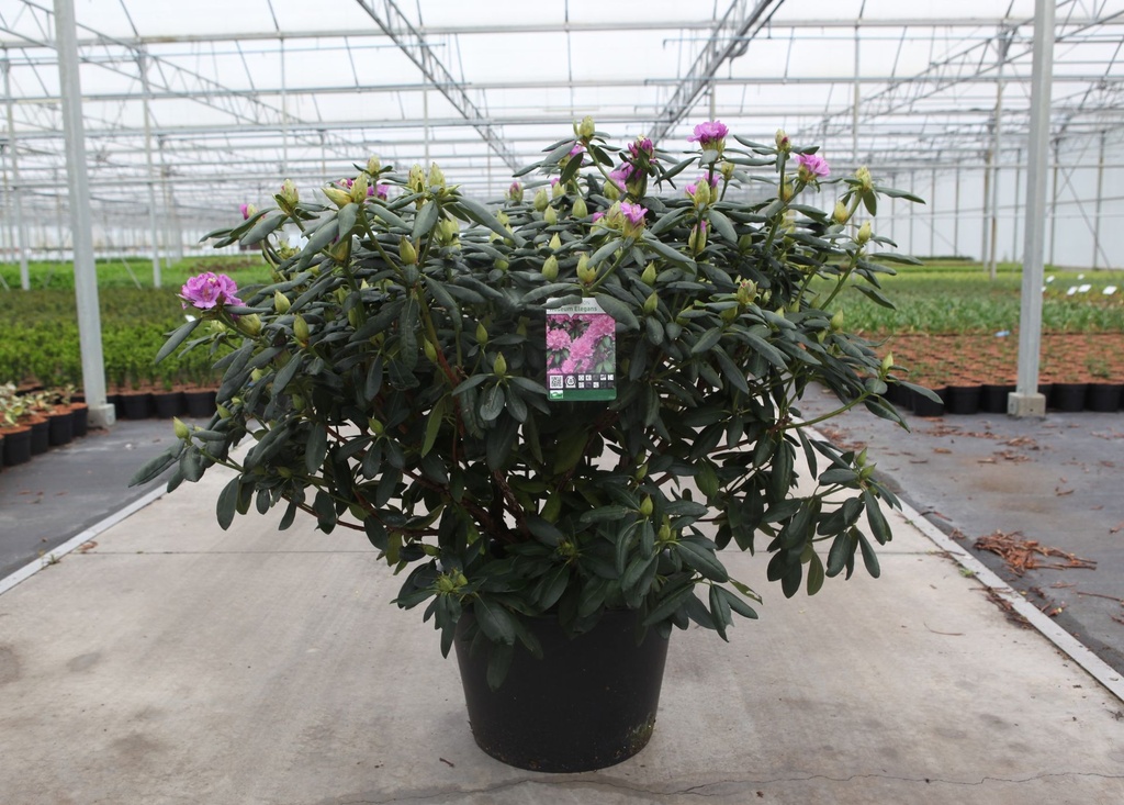 Rhododendron 'Roseum Elegans' cont. 43L 100-125 cm +p